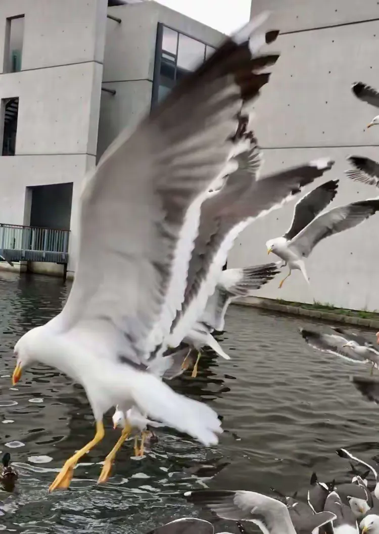 荷兰赢得对立利时，稳固领先地位